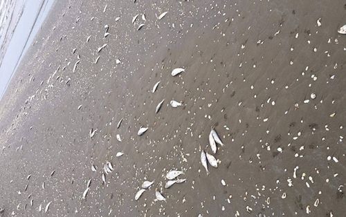 Phát hiện lưới dã cào bị đứt, hé lộ nguyên nhân hàng tấn cá chết nổi dọc biển Hà Tĩnh