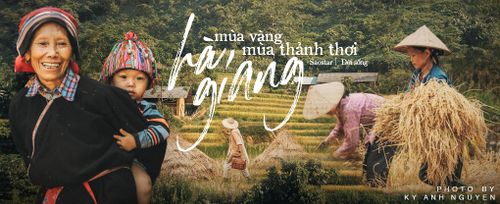 Đến Hà Giang mùa vàng để sống ảo quên lối về giữa những thảm lúa chín rực rỡ