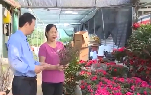 Sự thật về hoa đỗ quyên ngủ đông ở Hà Nội