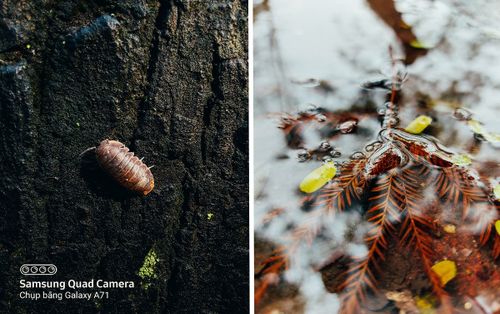 Loạt travel blogger săn ảnh macro ‘chất lừ’ cùng Galaxy A51 và Galaxy A71