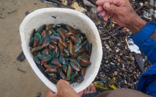 Người dân Đà Nẵng nhặt 'lộc trời' sau bão, thu về hàng chục ký vẹm xanh