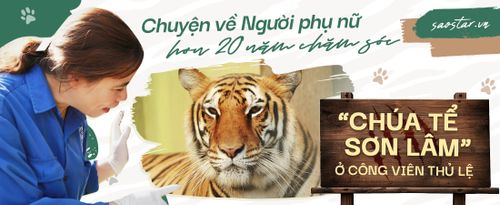Chuyện về người phụ nữ hơn 20 năm chăm sóc 'chúa tể sơn lâm' ở công viên Thủ Lệ