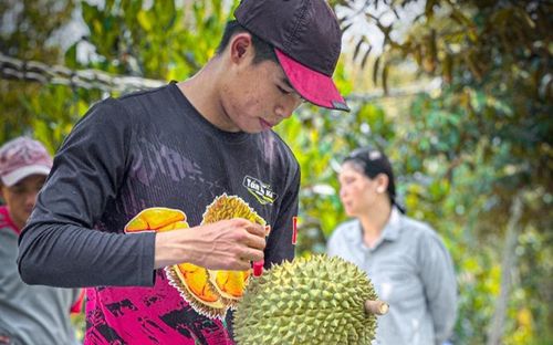 Chàng trai 25 tuổi làm nghề 'gõ sầu riêng' với thu nhập 50 triệu đồng/tháng