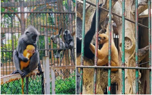Voọc con vàng chóe khác màu lông bố mẹ gây xôn xao Thảo Cầm Viên Sài Gòn