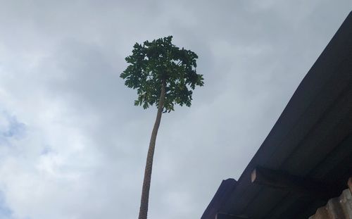 Độc lạ: Cây đu đủ cao 11m ở Bình Phước