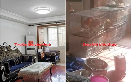 Biến căn hộ chung cư thành chuồng gà: Người thuê gây họa, chủ nhà lao đao