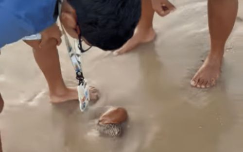 Phát hiện sinh vật lạ trên bãi biển khiến du khách xôn xao, hóa ra là loài có nguy cơ tuyệt chủng