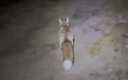 Người đàn ông đi leo núi bị lạc đường, kể lại sự việc ly kỳ được con 'hồ ly' giải cứu