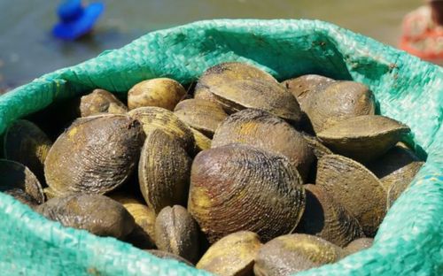 Đặc sản miền Tây có tên cực lạ, nhìn giống nghêu nhưng to gấp đôi, nướng mỡ hành ăn ngon hết sảy
