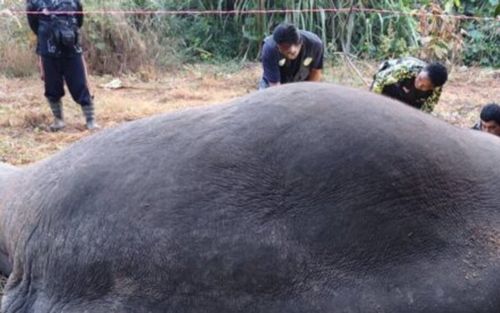 Ba con vật khổng lồ bị điện giật chết trong vườn cây ăn quả, người dân bàng hoàng