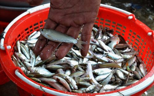 Loại cá bé tí ở miền Tây giàu canxi cực tốt cho sức khỏe, ăn được cả xương, đang vào mùa nên rất ngon
