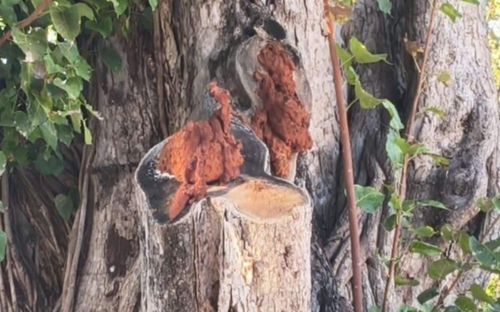 Khối u kỳ lạ xuất hiện trên thân cây bồ đề, người dân đổ xô đến xem