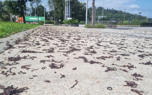 Cả nghìn con giun đất trồi lên mặt đất rồi chết khô tại khu đô thị lớn ở Quảng Ngãi