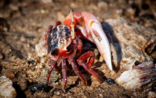 Loài vật như cua đồng nhưng nhỏ hơn, là đặc sản dân dã miền Tây nhưng ít ai bán, rang muối ăn cực ngon