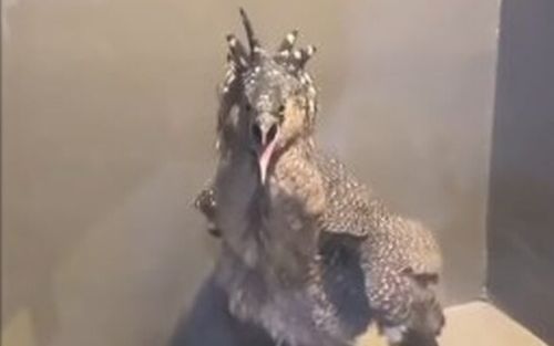 Con chim lạ bay vào đậu ở ban công, chủ nhà sợ hãi cầu cứu cộng đồng mạng