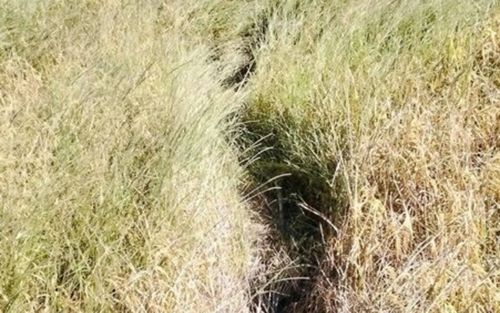 Cánh đồng gần ngôi chùa bỗng có hiện tượng lạ, dân làng đổ xô đến xem