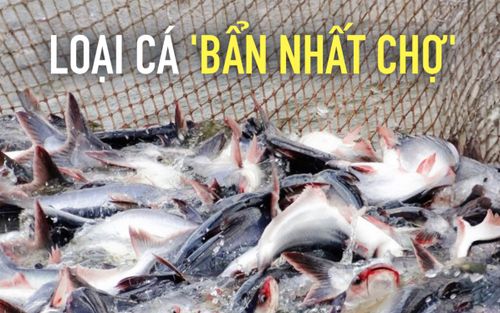 Loại cá bị chê 'bẩn nhất chợ', giờ là đặc sản miền Tây, phơi khô chiên giòn ăn ngon hết sảy