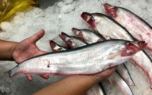 Loại cá sứt môi có nhiều ở kênh rạch, nay là đặc sản miền Tây, lớp mỡ dưới bụng ăn cực béo