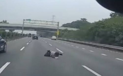 Người đàn ông gây sốc khi nhảy ra khỏi xe trên quốc lộ, ai chứng kiến cũng hoảng sợ