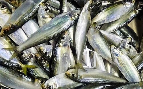 3 loại cá nên ăn vào mùa lạnh, sẽ tốt hơn nếu ăn cả xương