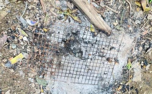 Ăn trứng thằn lằn, người đàn ông 34 tuổi qua đời ngay sau đó