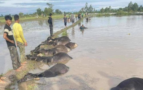 Xót xa cảnh người dân Đắk Lắk 'mất trắng cả gia tài' sau khi bão số 13 đi qua