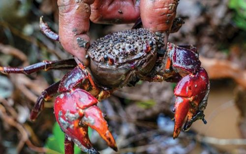 Đặc sản miền Tây nhìn 'xấu lạ', trông giống cua nhưng không phải, rang me ăn cực ghiền