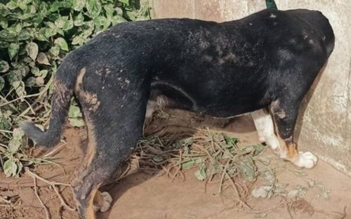 Con chó bị mắc kẹt phần đầu trong hàng rào suốt đêm, cảnh tượng sau đó khiến ai cũng nghẹt thở