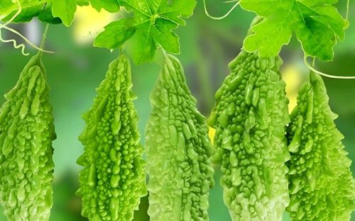 Ăn một quả mướp đắng mỗi ngày, cơ thể sẽ ra sao?