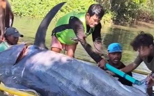 Ngư dân bắt được con 'thủy quái' khổng lồ, trọng lượng gây sốc