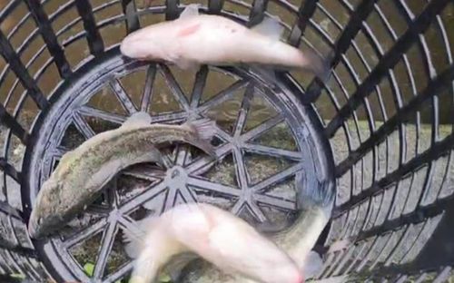 Lén câu cá trong hồ ở nhà hàng 'cho vui', ba sinh viên nhận hậu quả không ngờ