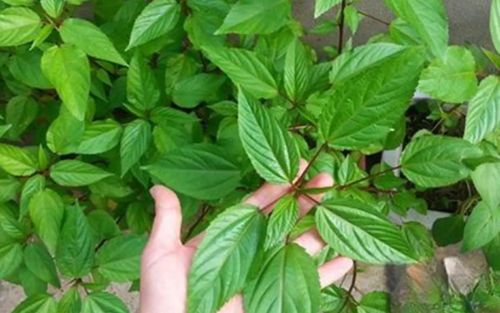 Loại rau tốt sức khỏe ví như nhân sâm xanh mà người Nhật rất thích, ở Việt Nam bán cực rẻ