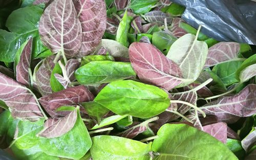 Loại rau quê không dính thuốc trừ sâu mọc đầy hàng rào, tốt cho sức khỏe