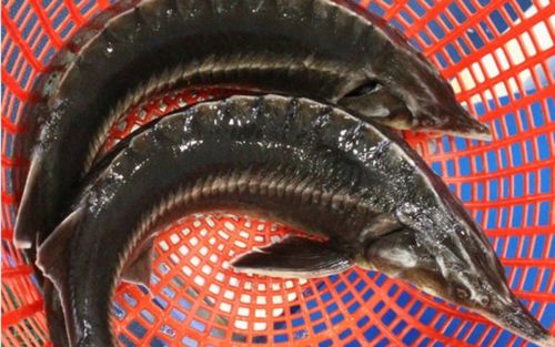 Loại cá đen sì dễ gây khiếp vía nhưng thịt chắc, không xương nấu nhiều món ngon