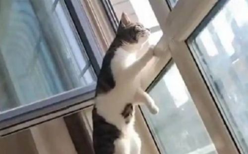 Để mèo ở nhà suốt 26 ngày rồi về quê, người phụ nữ bàng hoàng trước cảnh tượng khi mở cửa phòng