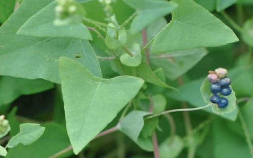 Loại rau mọc dại khiến loài rắn phải tránh xa, hương vị cực lạ miệng