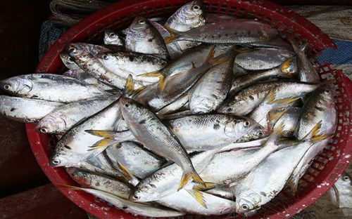 Món cá kho đặc sản của Hải Phòng, ăn một lúc hết 5 bát cơm