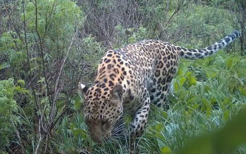 Loài thú săn mồi biến mất suốt 30 năm nay xuất hiện trở lại gây xôn xao