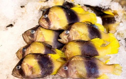 Loại cá nhìn như cá cảnh, giá gần 500.000 đồng/kg nhưng có tiền cũng khó mua