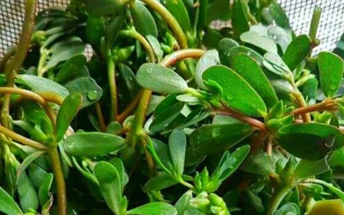 3 loại rau dân dã ở Việt Nam được thế giới ưa chuộng 1 triệu/kg, cực tốt sức khỏe