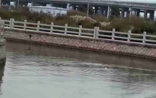 Đang dọn dẹp nhà thì nghe tiếng động bất thường từ con sông, người đàn ông hoảng hốt khi chạy ra kiểm tra