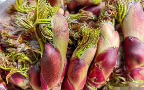 Việt Nam có loại rau mọc dại bổ như nhân sâm, là 'hàng hiếm' ở nước ngoài, giúp ngừa ung thư