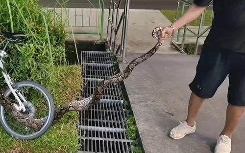 Người đàn ông dùng tay không kéo con rắn ra khỏi quán cà phê, thực khách hoảng loạn bỏ chạy