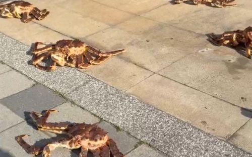 Hàng chục con cua hoàng đế khổng lồ nằm ngổn ngang trên vỉa hè, người đi đường hoang mang