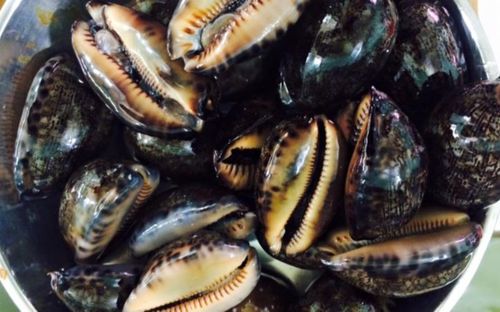 Loại đặc sản biển miền Trung nghe tên 'ngượng chín mặt', kết hợp làm món gì cũng ngon