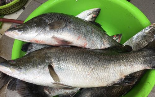 Chuyên gia chỉ ra 1 loại cá tốt cho sức khỏe hơn cá hồi, ở Việt Nam bán nhiều, giá lại rẻ