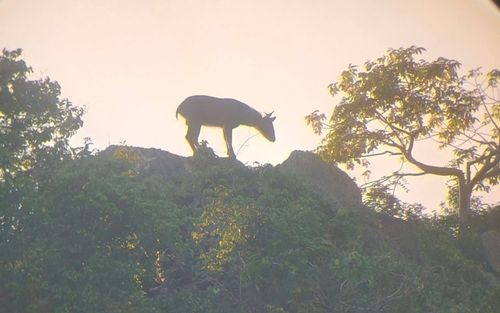 Phát hiện con vật quý hiếm trên sườn núi, cảnh tượng gây ngỡ ngàng