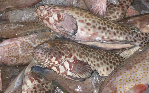 Chuyên gia Mỹ cảnh báo 3 loại cá dễ nhiễm thủy ngân, ảnh hưởng sức khỏe nếu ăn nhiều