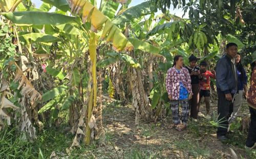 Bà cụ nghe âm thanh lạ trong vườn chuối, tá hỏa sau khi kiểm tra
