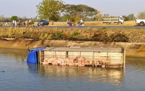 Xe tải chở heo lao xuống sông, gần 100 con bị chết đuối